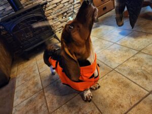 Fetkenheuer’s dog, Lurch, howling with excitement for an upcoming hunting trip.